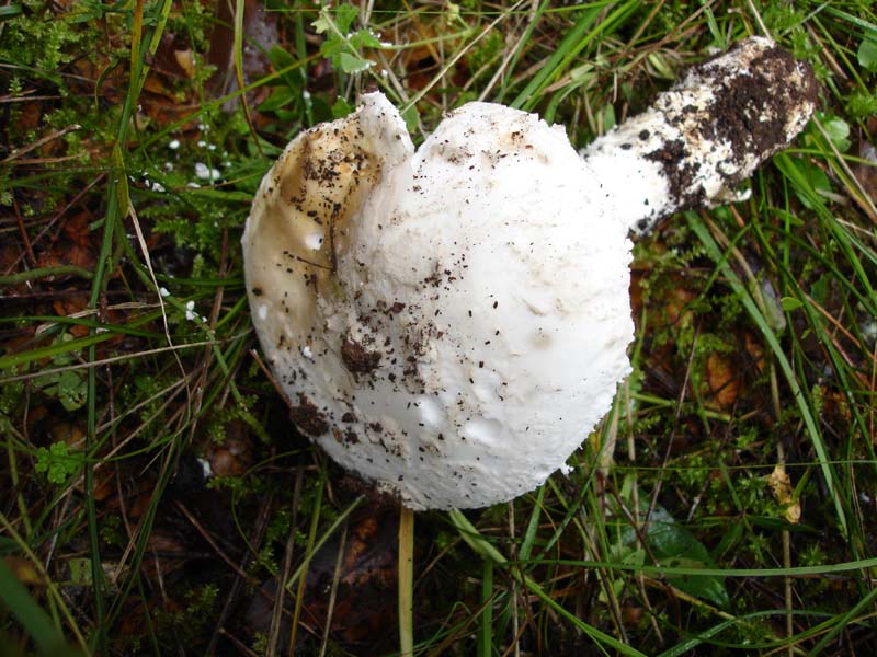 2 dic.2 Murgia barese (Amanita strobiliformis)